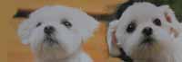 �}���`�[�Y