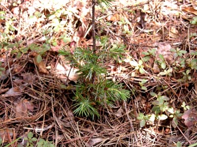 ペット連れで岩山　悠久の自然4